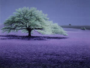 lavender/J1576x1204-01729.jpg