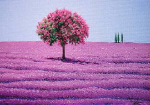 lavender/J1576x1204-01729.jpg