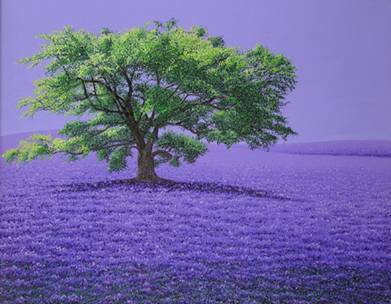 lavender/J1576x1204-01729.jpg